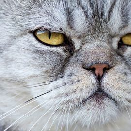 Mon chat a-t-il une âme?