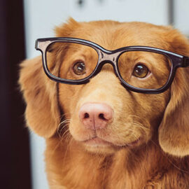 Le meilleur ami de l’homme?