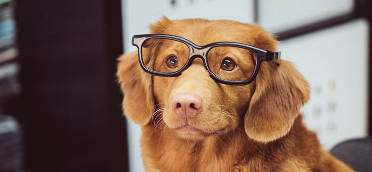 Le meilleur ami de l’homme? Le meilleur ami de l’homme?