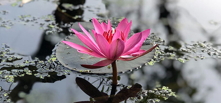 L’ingrédient magique L’ingrédient magique